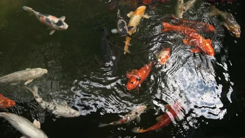 Fancy carp fish in the dark pond Video stock 157767662