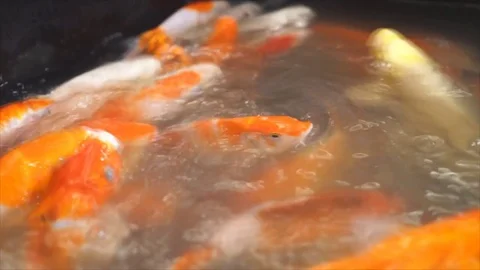 Fancy carp fish feeding by milk bottles. 스톡 동영상 78100779
