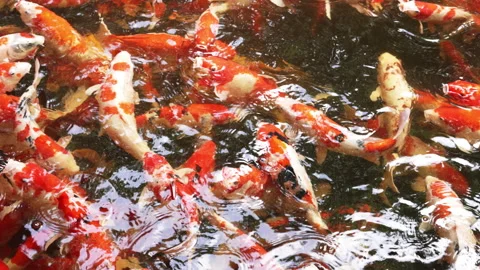 Fancy carp fish Stock Footage 219289942