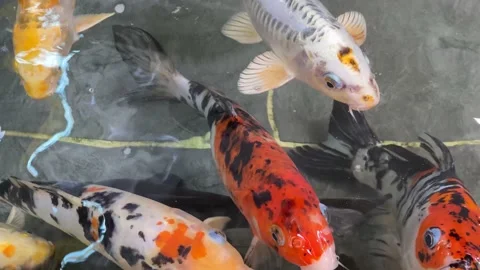 Fancy carp fish or Koi swimming in pool. Carp swim Stock Footage 155588934