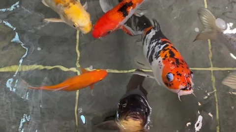 Fancy carp fish or Koi swimming in pool. Stock Footage 156537531