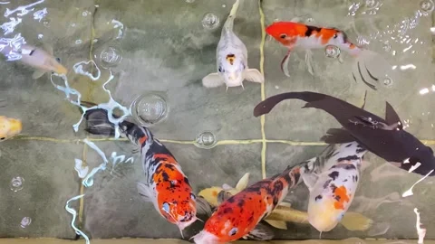 Fancy carp fish or Koi swimming in pool Stock Footage 167875843