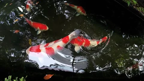 Fancy carp fish or Koi fish in the pond. The aquatic animals Stock Footage 254943386