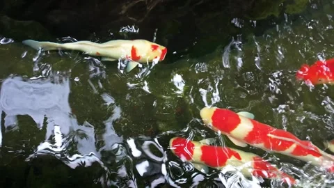 Fancy carp fish or Koi fish in the pond. The aquatic animals Stock Footage 254943416