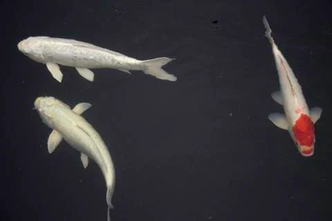 Fancy carp fish Stock Photos