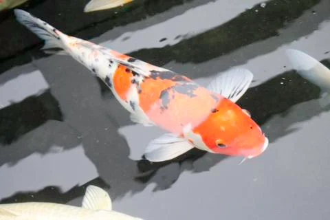 Fancy carp fish Stock Photos