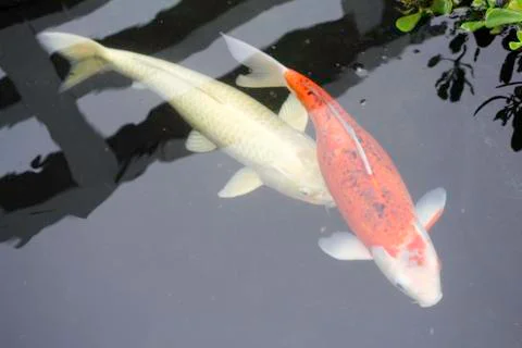 Fancy carp fish Stock Photos