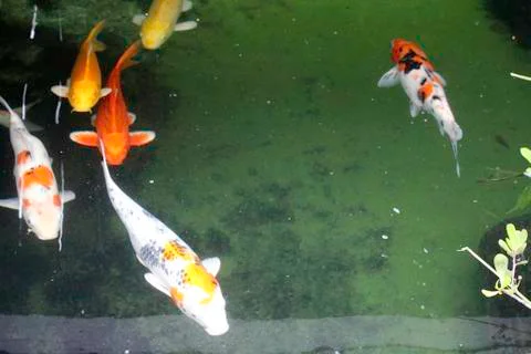 Fancy carp fish Stock Photos