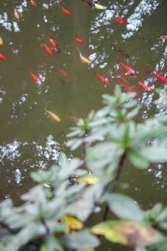 Fancy carp fish pond. Stock Photos