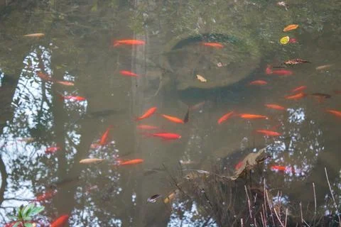 Fancy carp fish pond. Foto stock