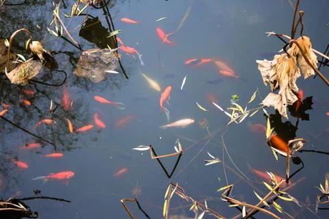 Fancy carp fish pond. Stock Photos