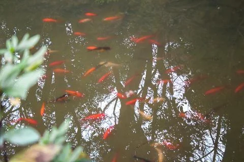 Fancy carp fish pond. Stock Photos