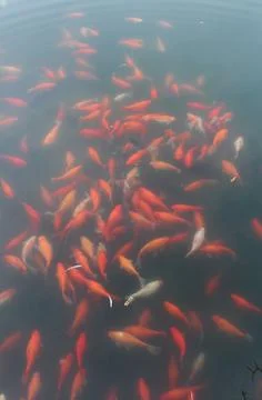 Fancy carp fish pond. Stock Photos