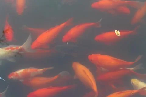 Fancy carp fish pond. Foto stock