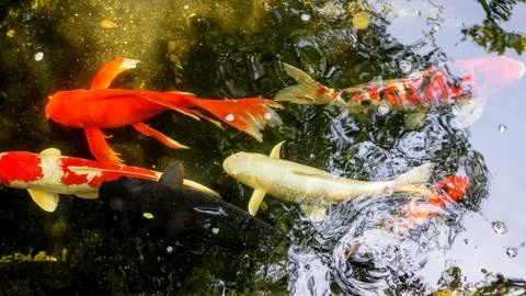 Fancy Carp fish in a pond. Stock Photos