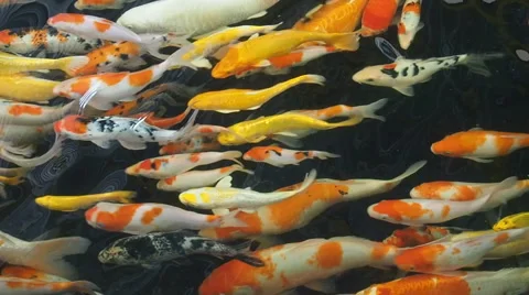 Fancy carp fish swim in pond. Stock Footage 49767025
