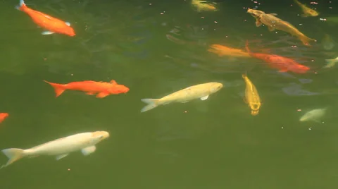 Fancy Carp fishes Stock Footage 31614059