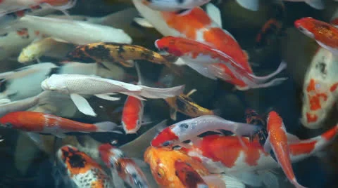 Fancy carp Stock Footage 23643128