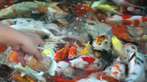 Fancy carp Stock Footage 23645855