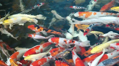 Fancy carp Stock Footage 23647756