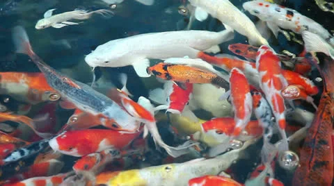 Fancy carp Stock Footage 23650985