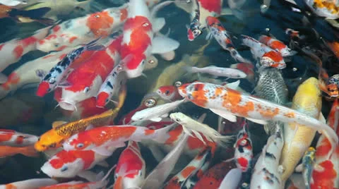 Fancy carp Stock Footage 23651584
