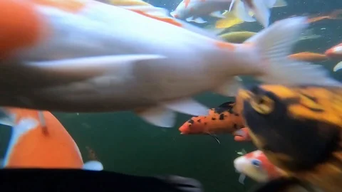 Fancy Carp Video stock 97000032