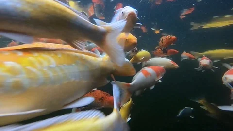 Fancy Carp Video stock 97004415