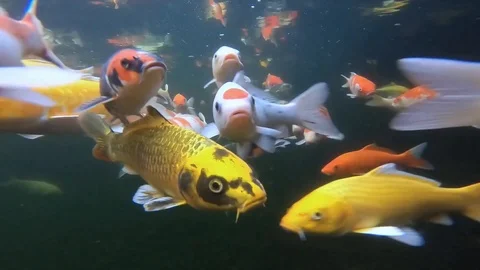 Fancy Carp Video stock 97004441