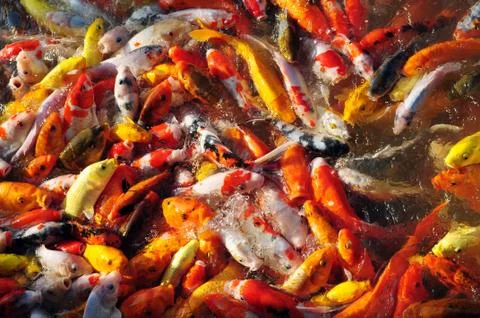 Fancy carp in groups Foto stock