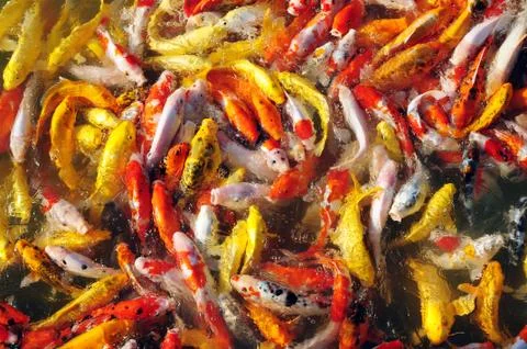 Fancy carp in groups Foto stock