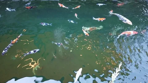 Fancy carp ,Koi fish ,carp fish Stock Footage 115103051