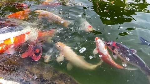 Fancy carp koi fish swimming motion in pond clips with nature sunlight. Stock Footage 160864046