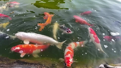 Fancy carp koi fish swimming motion in pond clips with nature sunlight. Stock Footage 161993630