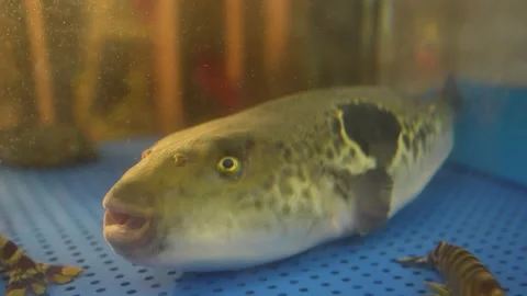 Fancy carp koi fish swimming in the pond in a japanese garden kagawa prefecture Stock Footage 283695437