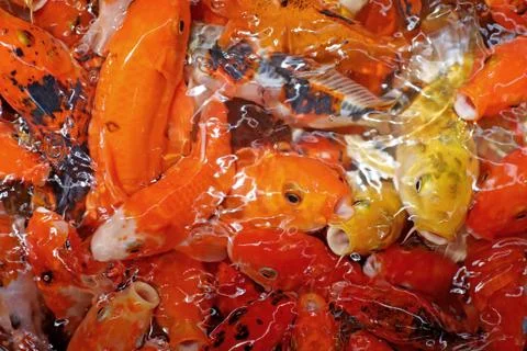 Fancy carp or koi fish Stock Photos