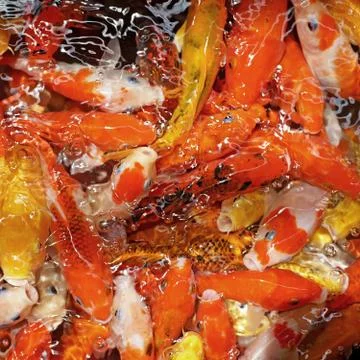 Fancy carp or koi fish Stock Photos