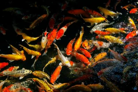 Fancy carp or koi fish in aquarium Stock Photos