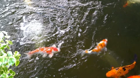 Fancy carp in the pond Stock Footage 235416487