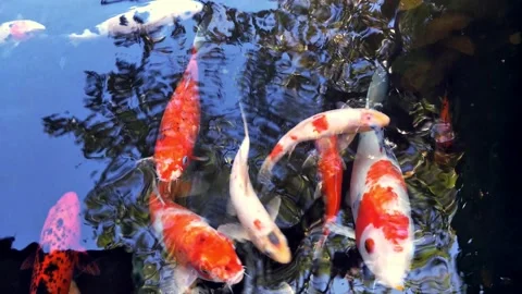 Fancy carp in the pond. Koi fish swimming in pool Stockbeeldmateriaal 232940738