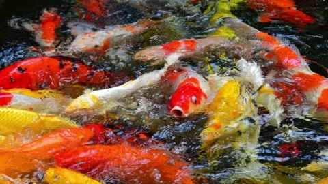 Fancy carp in stop motion seen. Stock Footage 139338289