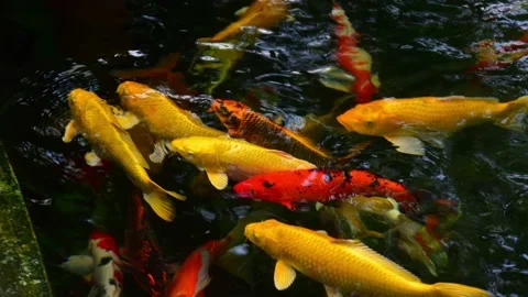 Fancy carp in stop motion seen. Stock Footage 139338290