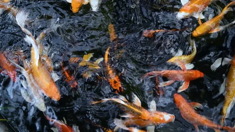Fancy carp swimming in pond. It more colorful varieties. Stock Footage 139129248