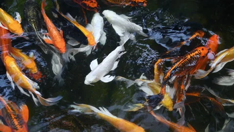 Fancy carp swimming in pond. It more colorful varieties. Video stock 139130009
