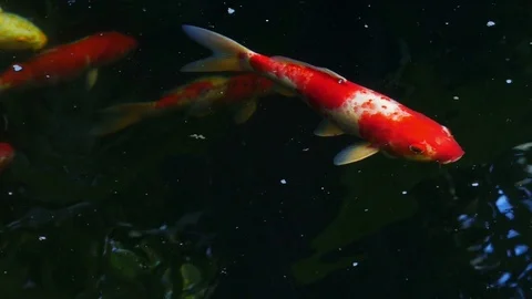 Fancy carp swimming in the pool Stock Footage 82182146