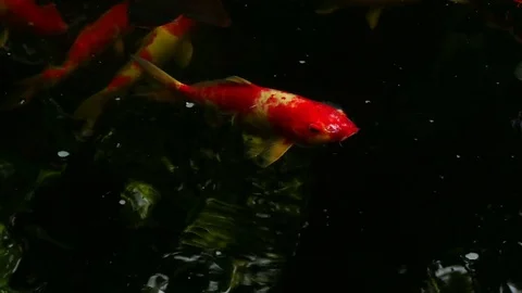 Fancy carp swimming in the pool, it breathes over the water as a bubble. Stock Footage 81629664