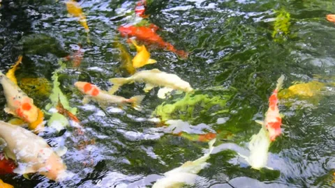 Fancy carp in water. Video stock 139093777
