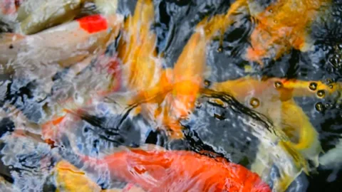 Fancy carp in water. Stock Footage 139093778