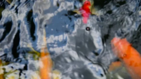 Fancy carp in water. Video stock 139093782