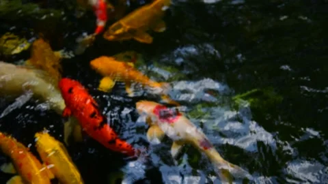 Fancy carp in water. Video stock 139093789